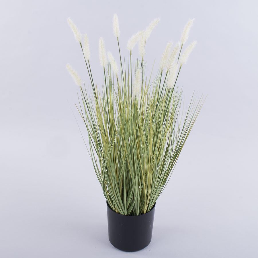 Трава лагурус в горшке 55см
