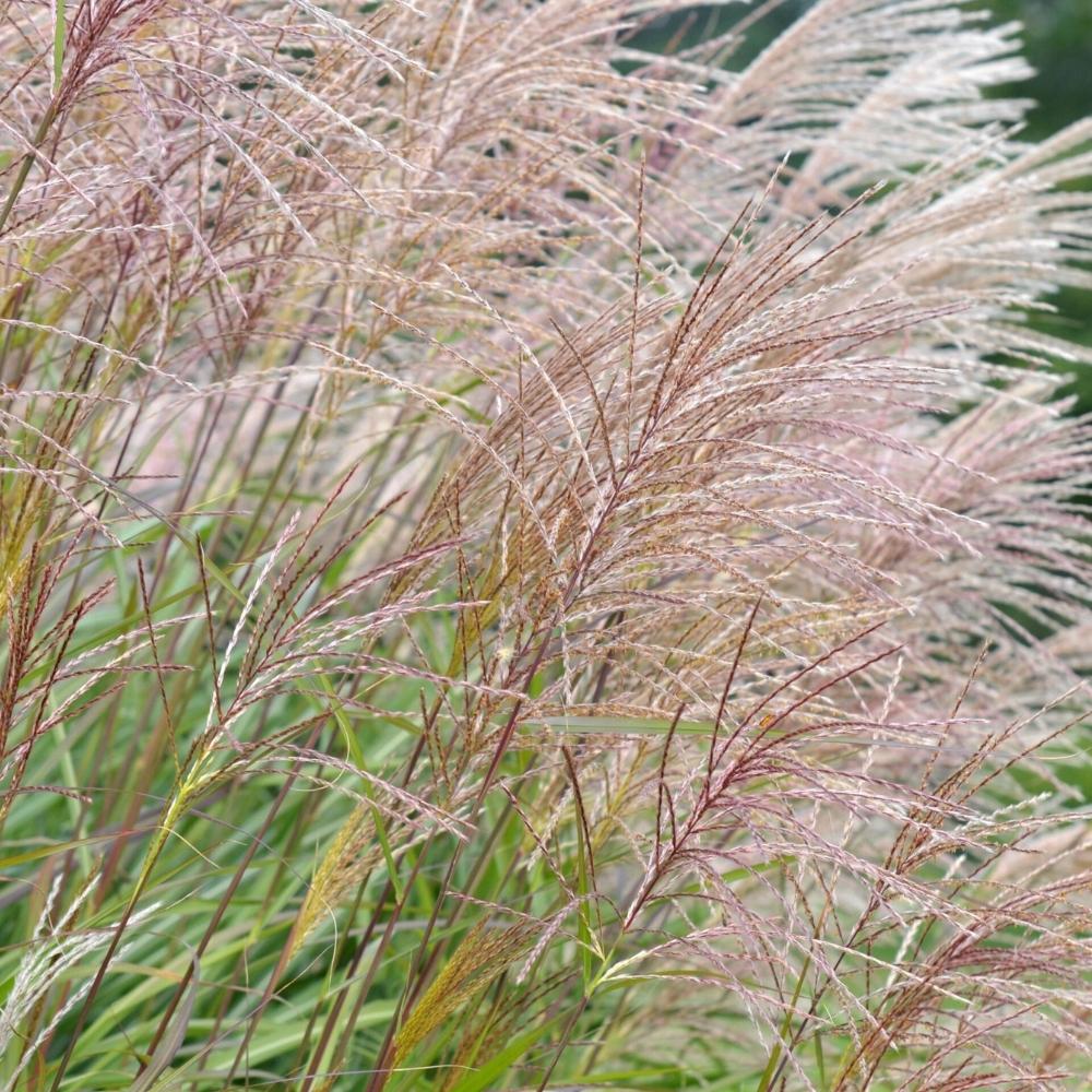 Саджанець Міскантус китайський Цезар Miscanthus sinensis Cezar 1 шт.