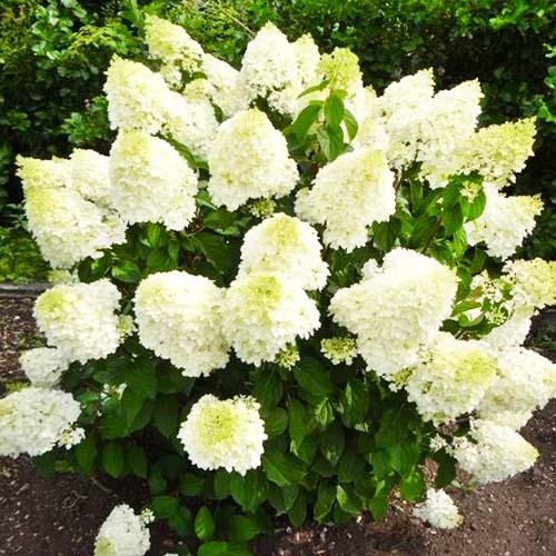 Гортензія Florium Dolly (12148)