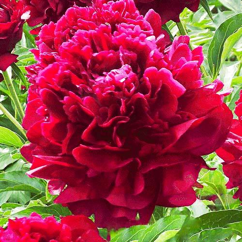 Півонія Florium Big Red Boomer Sooner (11328)