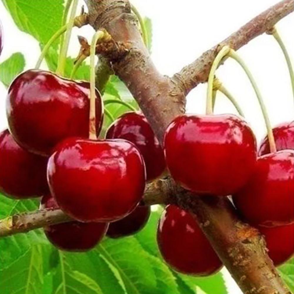 Саджанець вишні Любительська 2 річний (14965795)