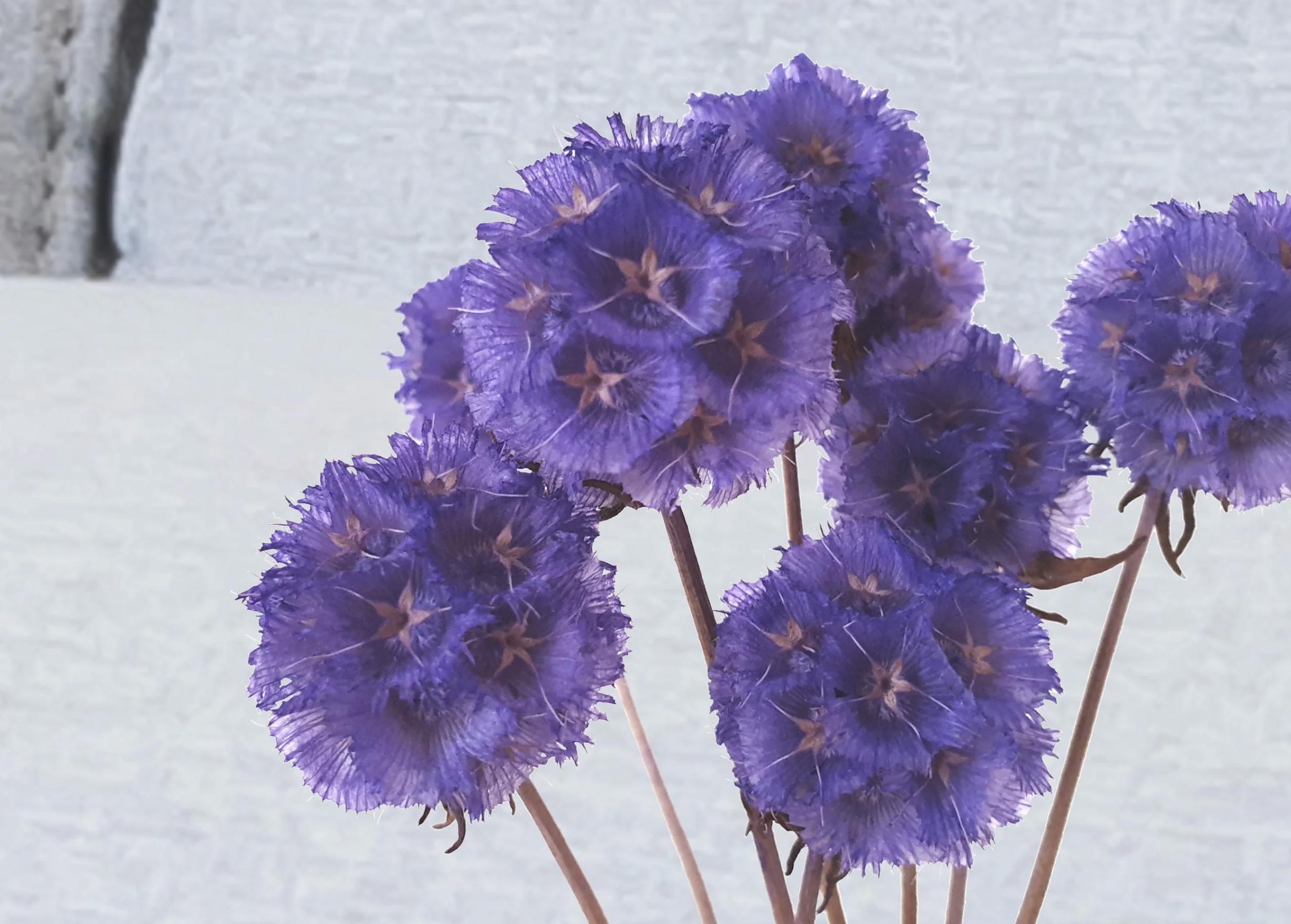 Стабилизированная Scabiosa stellata Синий (SF-KASCA-LV) - фото 2