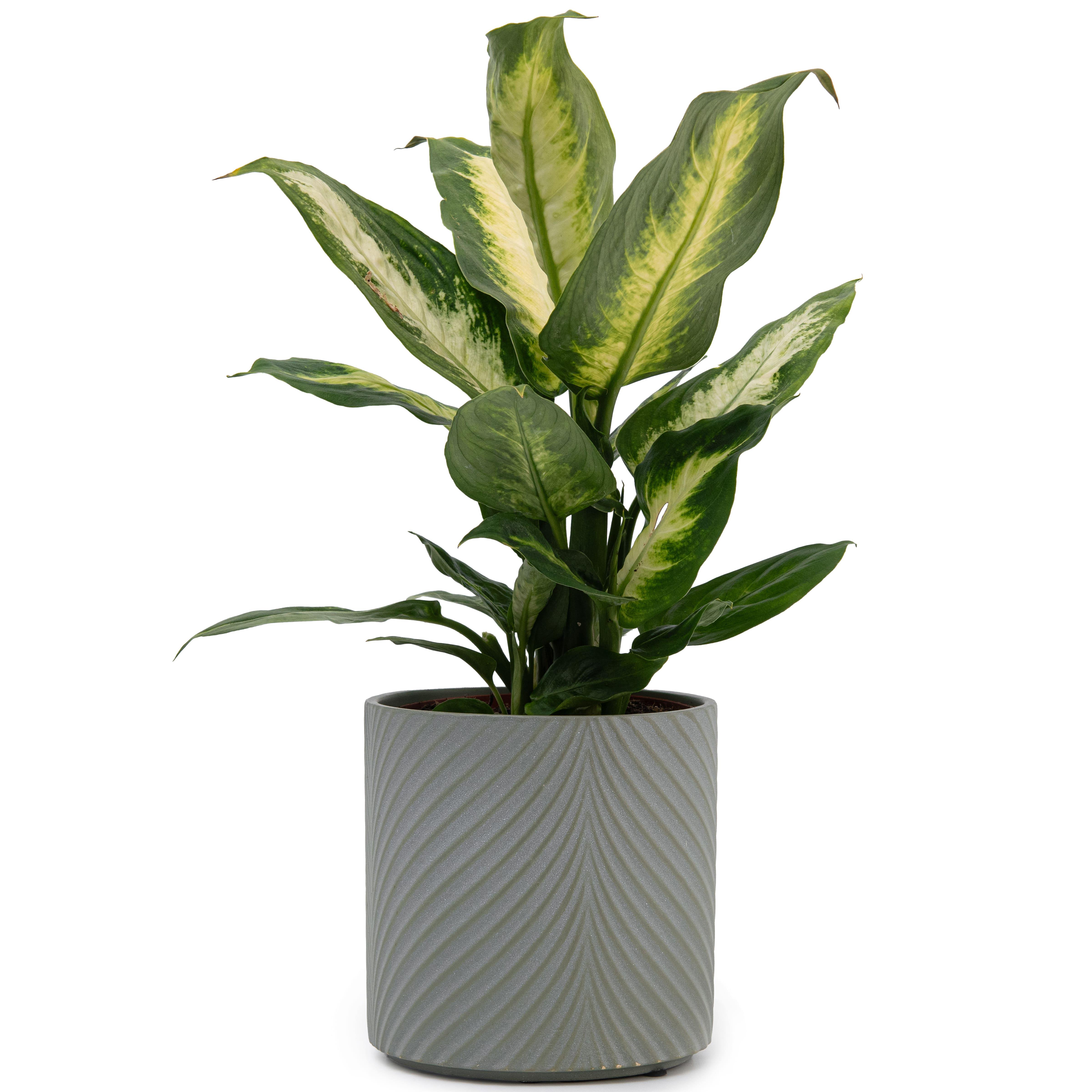 Набор кашпо для цветов керамические elemi Листок круглый 1,3 л/2,3 л/4,5 л Темно-зеленый (УТ-00094682) - фото 8