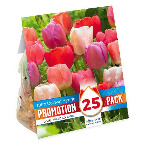 Тюльпан Florium Darwin Hybrid Pastel Mixed промо-пак (15375)