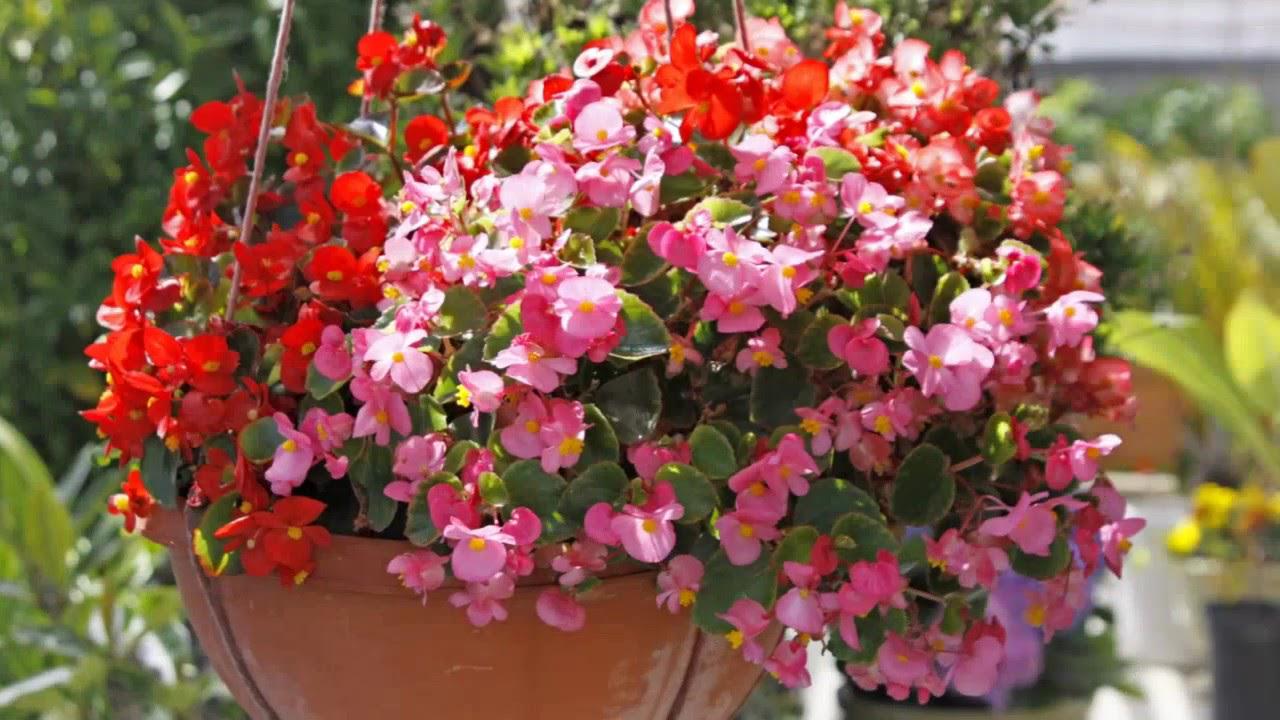 Бегония Florium Cascade Mix (2586)