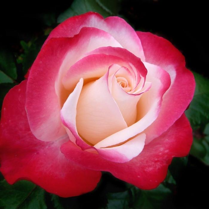 Роза Velet Nostalgie Чайно-гибридная 3-х Летка в контейнере (2558773425)