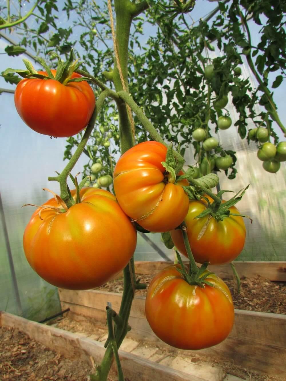 Томат Бичий лоб 5 шт./5 пак. (38288397) - фото 6 Томат Бичий лоб 5 шт./5 пак. (38288397) - фото 6