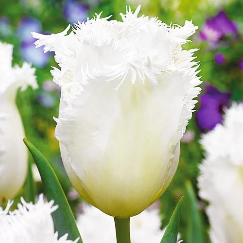 Тюльпан Florium Honeymoon (8032) Тюльпан Florium Honeymoon (8032)