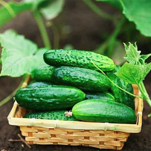 Семена Огірок Florium Круїз F1 (7514)