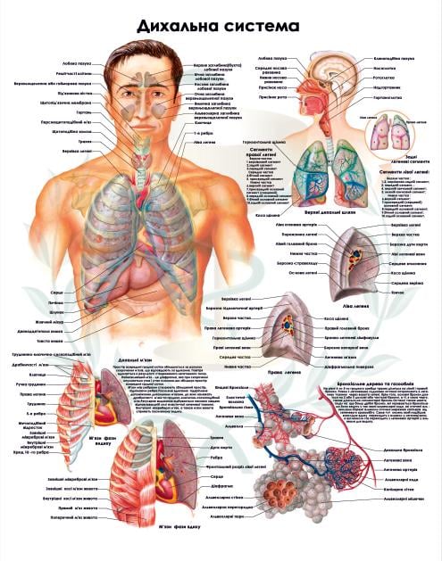 Анатомический плакат Дыхательная система 67x86 см (0008)