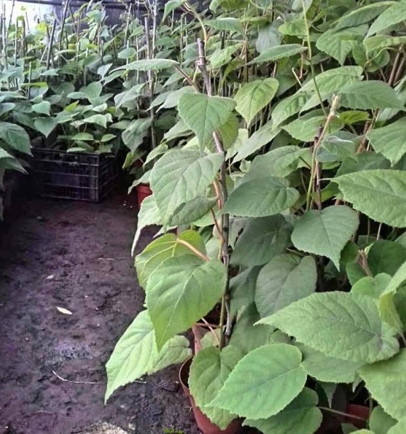 Саджанець ківі Закарпатський (12502176) - фото 3 Саджанець ківі Закарпатський (12502176) - фото 3