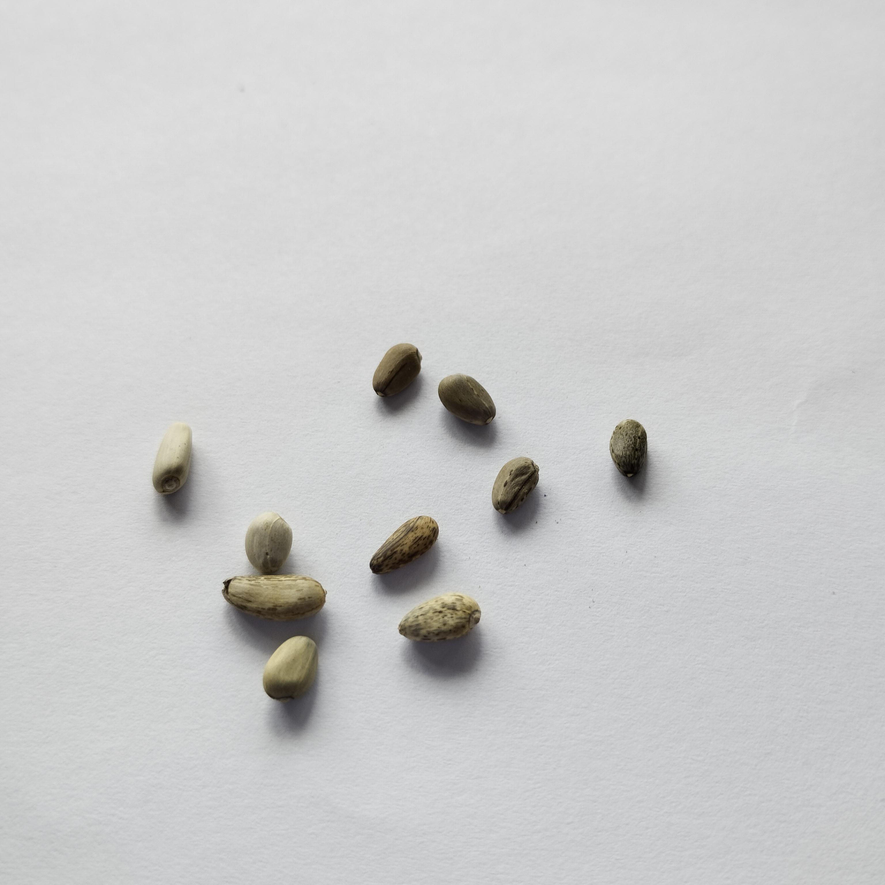 Семена Артишок Грин Глоуб 0,5 г 10 шт. зеленый (RS-00833) - фото 4 Семена Артишок Грин Глоуб 0,5 г 10 шт. зеленый (RS-00833) - фото 4