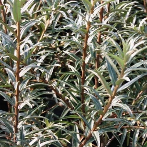 Саджанець Обліпиха 2-річна Лебідь укорінена в контейнері хлопчик-запилювач (182548) Саджанець Обліпиха 2-річна Лебідь укорінена в контейнері хлопчик-запилювач (182548)