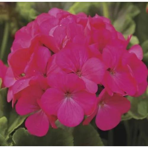 Семена цветов Syngenta Пеларгония Pinto Premium Lavender Rose 50 шт. (BN12080-3)