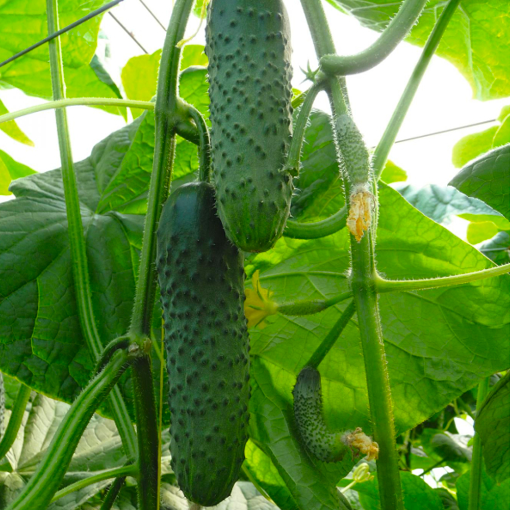 Семена Cultiva Огурец Артист F1 10 шт. (O2) - фото 3