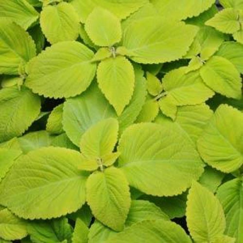 Семена цветов Колеус PREMIUM SUN LIME DELIGHT PanAmerican 25 шт. (BN00770-3)