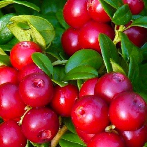 Саджанець Журавлина рожево-червона Румба Rumba преміальний високоврожайний сорт полівітамінний (48170) Саджанець Журавлина рожево-червона Румба Rumba преміальний високоврожайний сорт полівітамінний (48170)