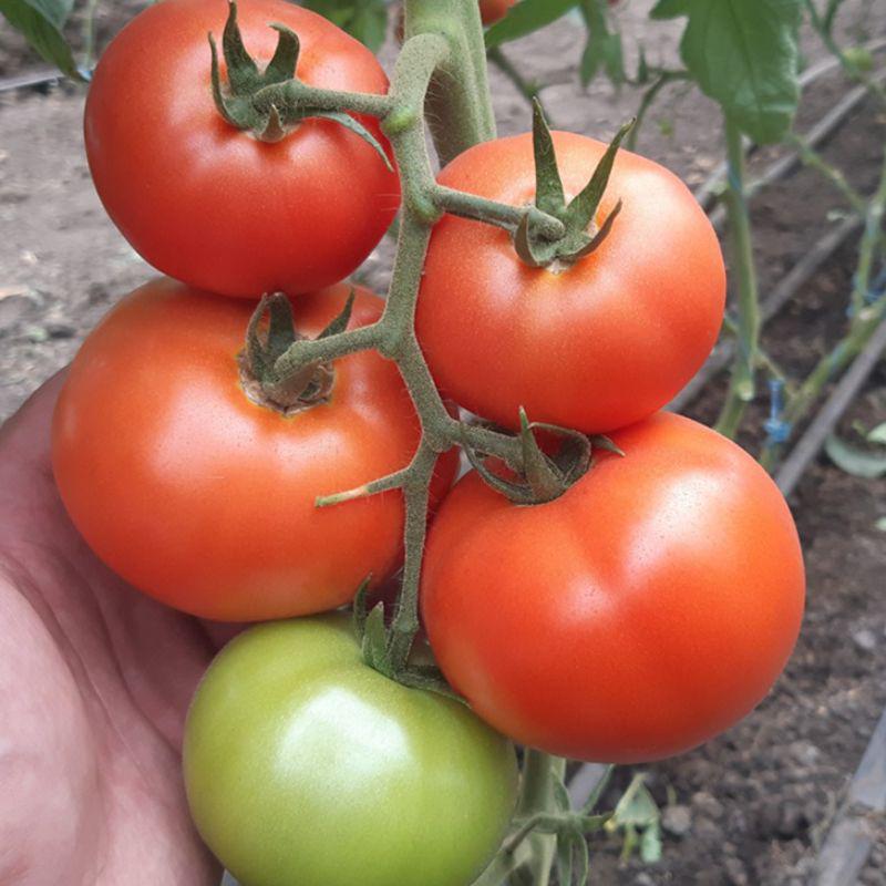 Насіння Томат Індетермінантний Rijk Zwaan VASANTA F1 100 шт. (1410245223)