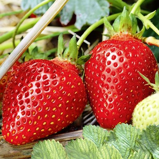 Саженец клубники Williams ремонтантная сочная (1353409512) - фото 2