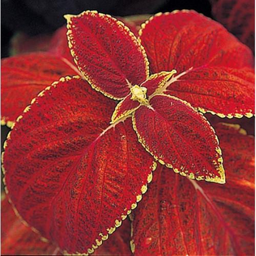 Семена цветов Колеус гибридный Giant Exhibition Rustic Red Takii 50 шт. (BN08759-3)