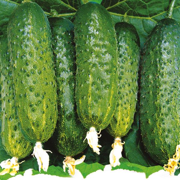 Насіння Огірок Florium Мадіта F1 (4215)