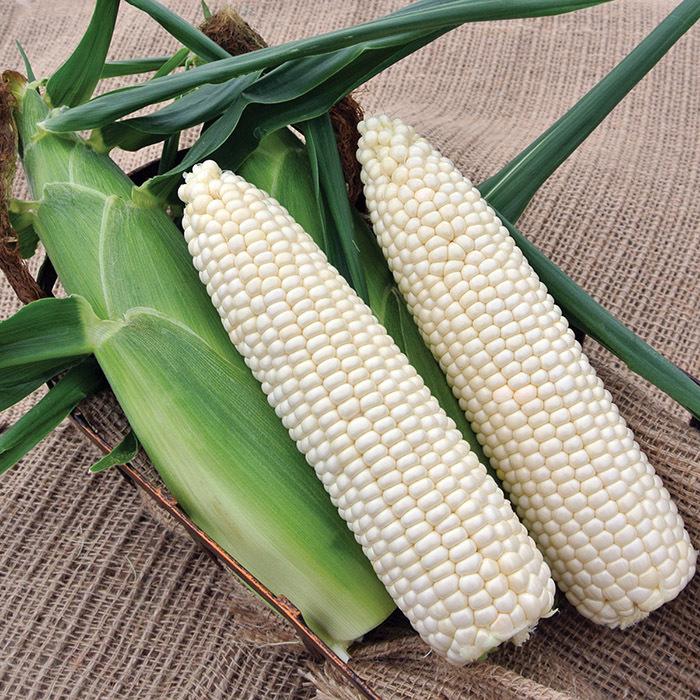 Кукурудза Медунка F1 суперсолодка 50 шт. (38275126)