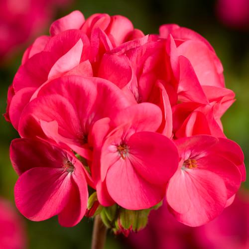 Семена цветов Syngenta Пеларгония Pinto Premium Deep Rose 250 шт. (BN01658-2)