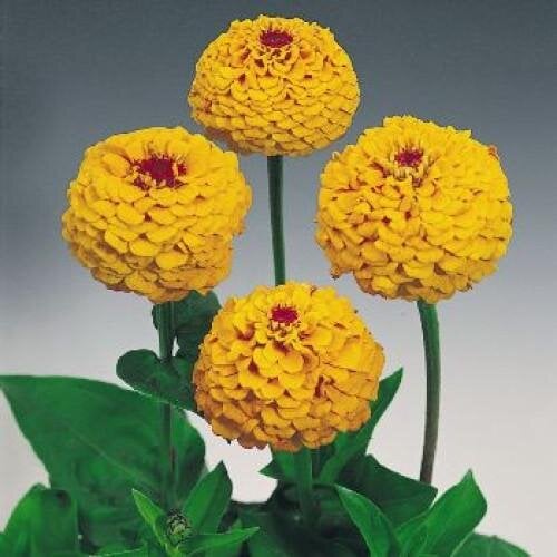 Семена цветов Benary Циния Oklahoma Golden 500 шт. Yellow (BN02866-2)