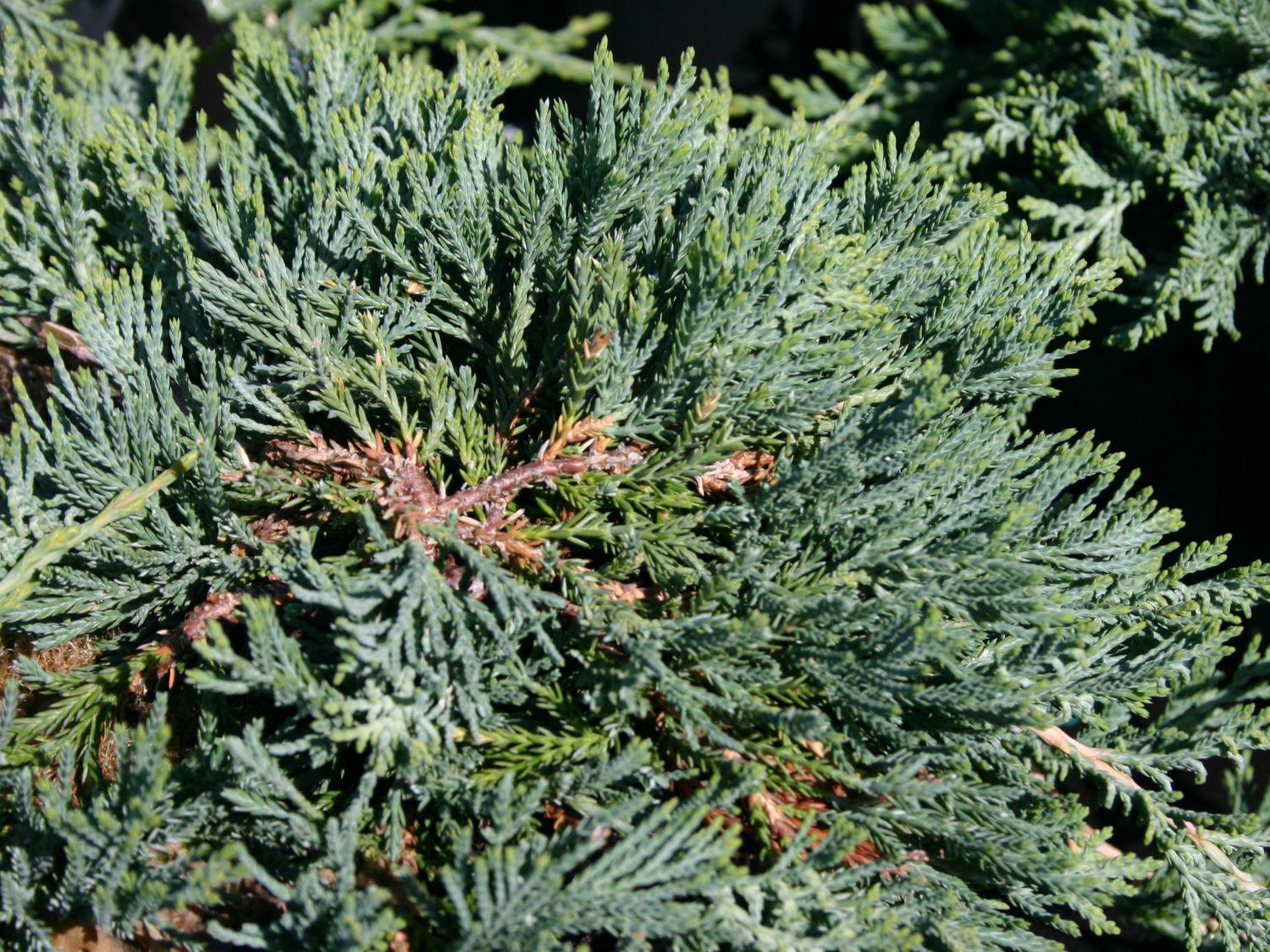 Саженец Можжевельник горизонтальный Глаука Glauca 3 шт.