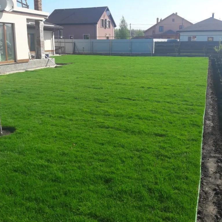 Насіння газонної трави GrassNature Ліліпут низькоросла 1 кг (24463209) - фото 2