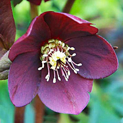 Морозник Florium Blue Lady (3047)