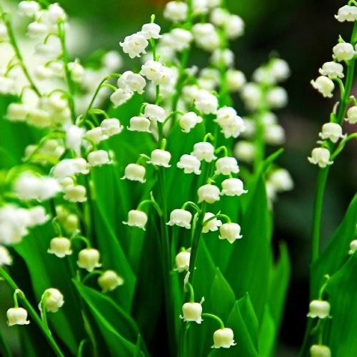 Ландыш Majalis Florium (4430) - фото 3