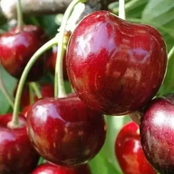 Саджанець черешні Василіса (2832881311)