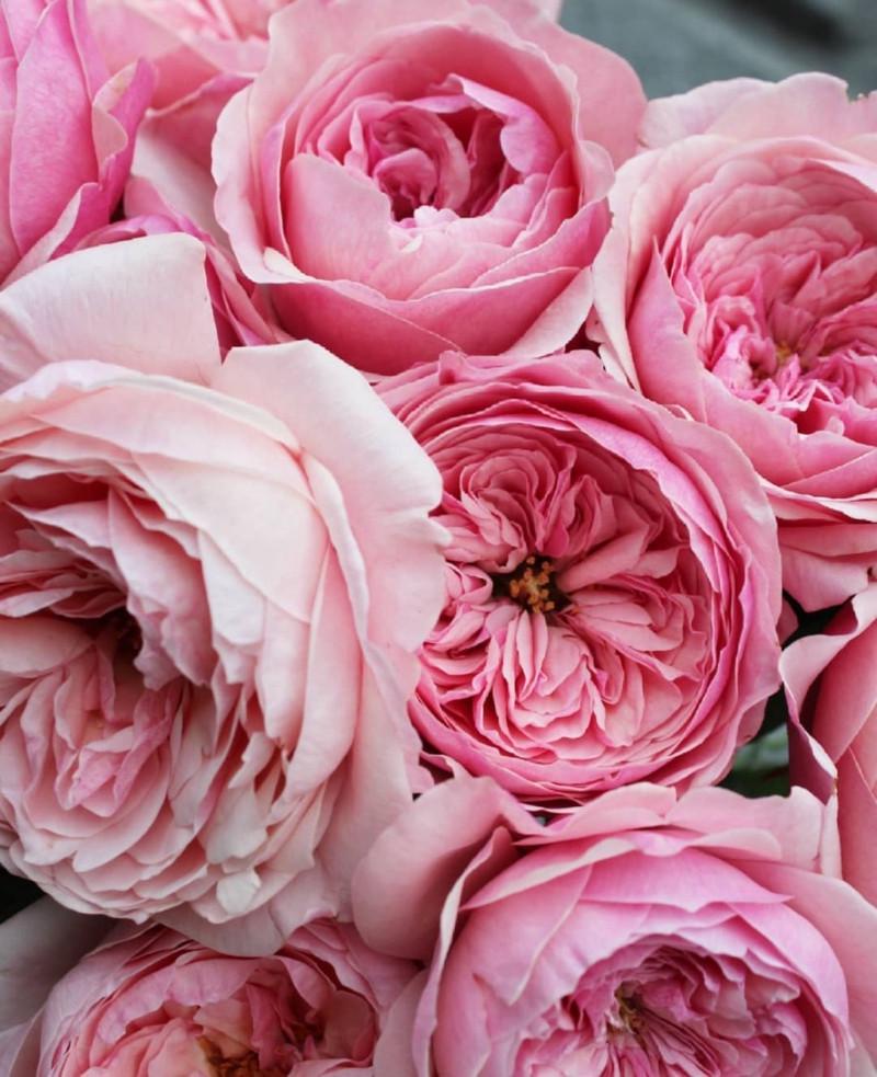 Роза Velet Victorian Pink Чайно-гибридная в контейнере (2558773369) - фото 3