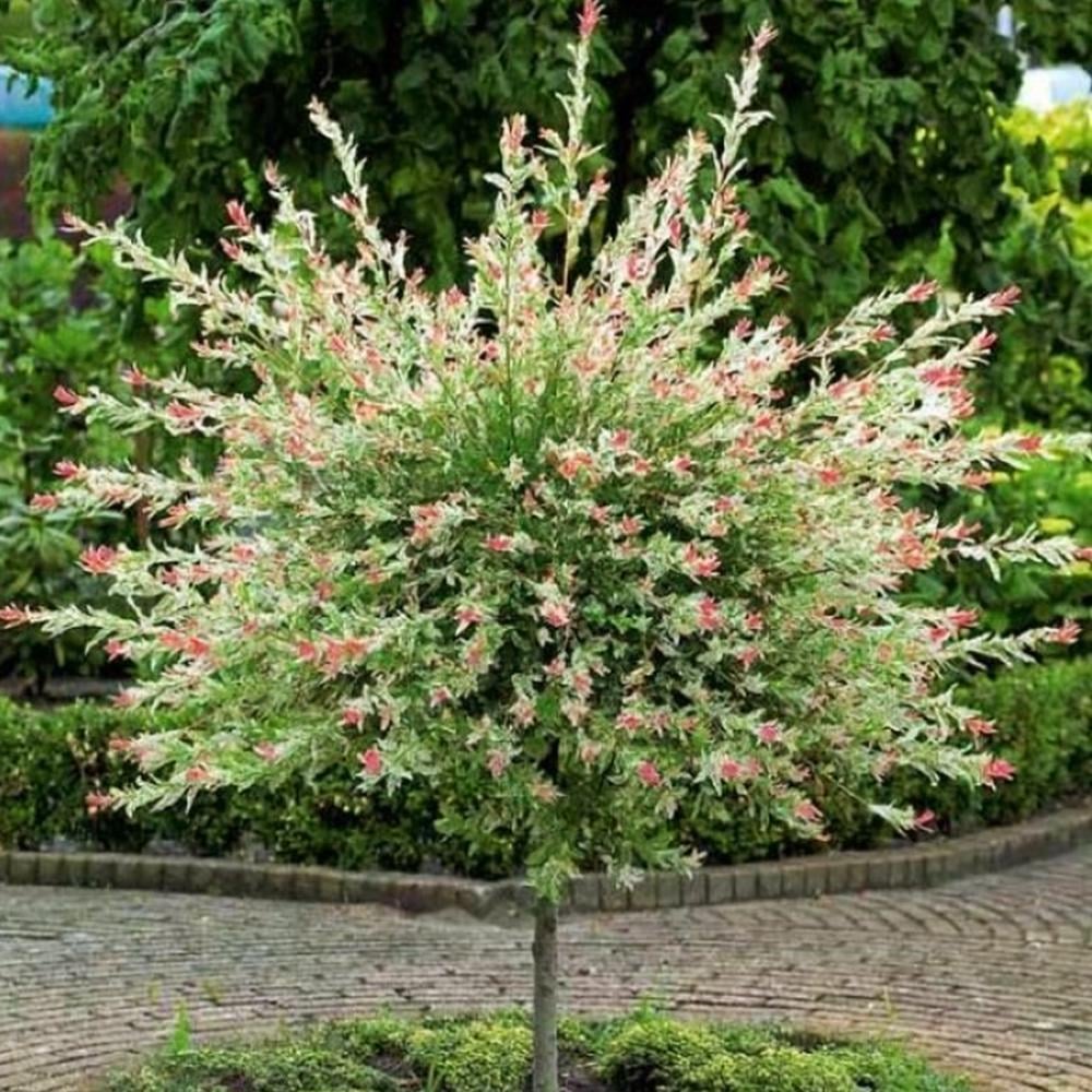 Саженец ивы на штамбе Хакуро Нишики (14965060) Саженец ивы на штамбе Хакуро Нишики (14965060)