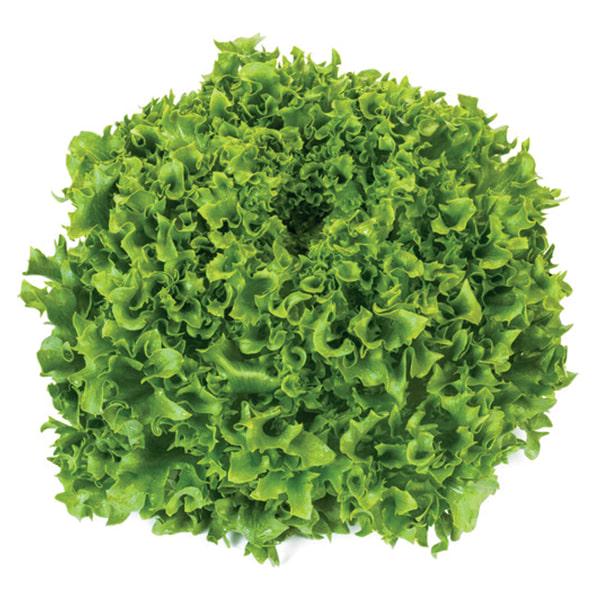 Семена Салат Кейтел ТД Гекса-Украина 01-26-207 1000 шт. (IR01551)