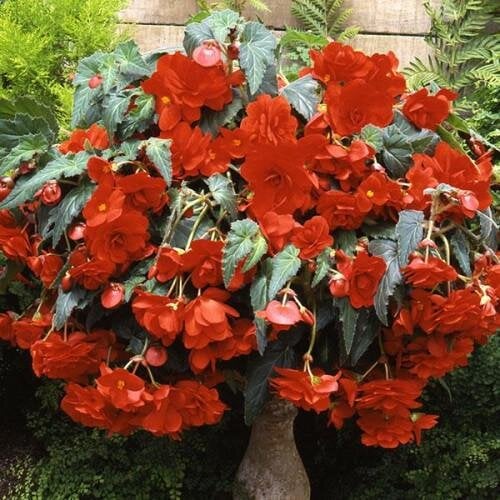 Семена цветов Бегония клубневая Sun Dancer Scarlet Orange PanAmerican 25 шт. (BN10725-3)