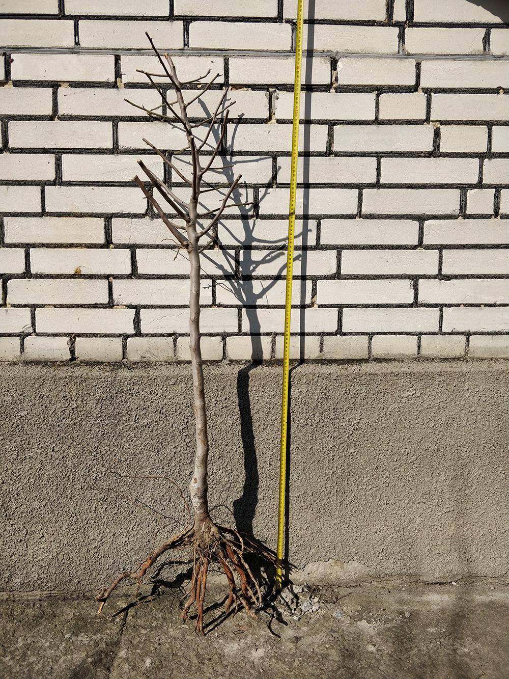 Миндаль сорт Виктория 2-летний (14896122) - фото 2 Миндаль сорт Виктория 2-летний (14896122) - фото 2