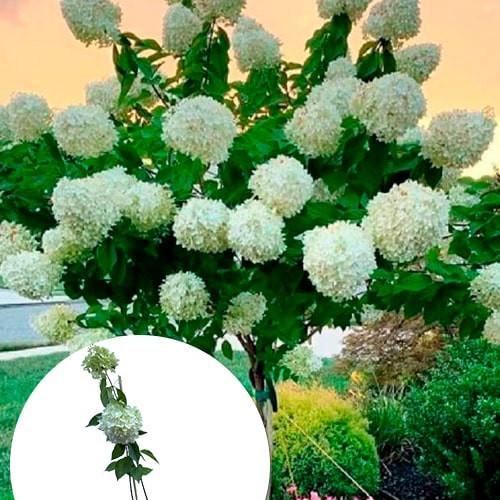 Саджанець Гортензія Skyfall 3-річна волотиста (167002)