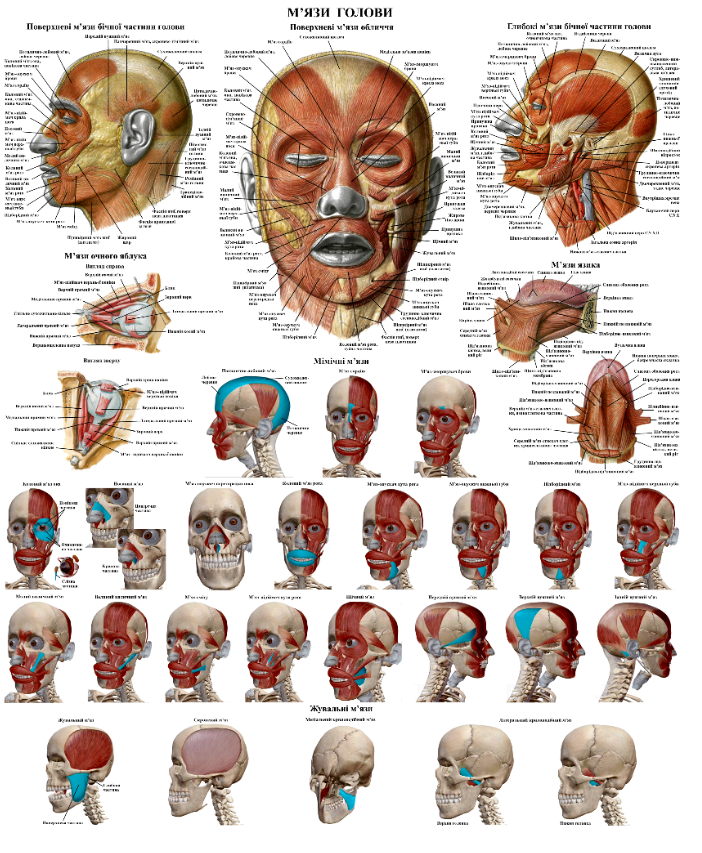 Плакат анатомічний М'язова система голови 67х86 см