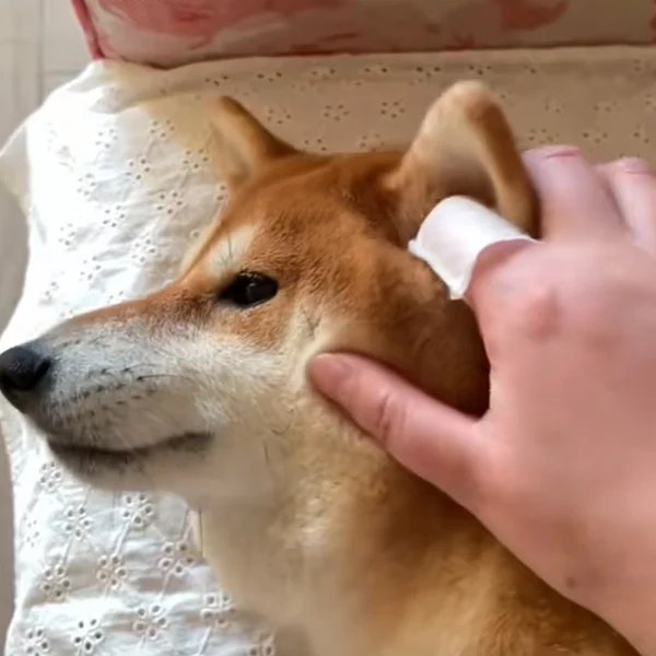 Салфетки по уходу за животными 50 шт. (J00127-1) - фото 7