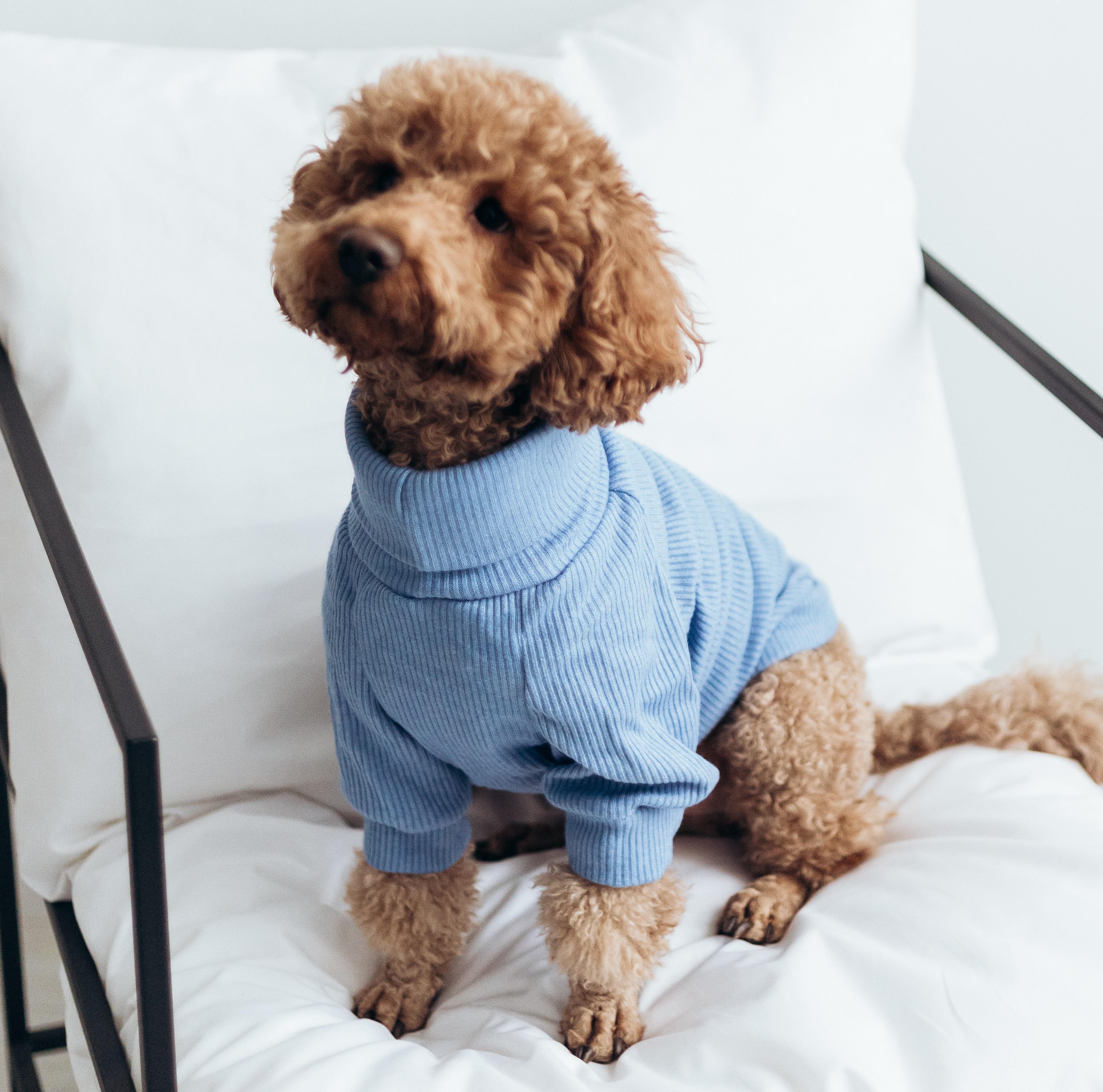 Гольф для собак Y-318 р. 4 Небесный (77179922)