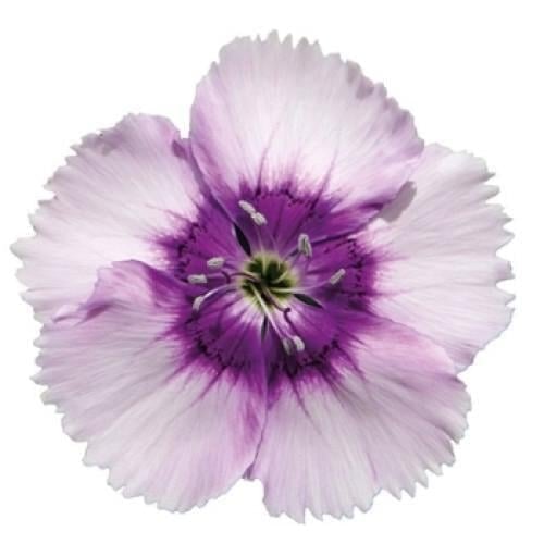 Семена цветов Гвоздика китайская Hem Genetics Diana lavender picotee 50 шт. (BN09212-3)