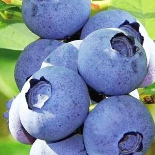 Чорниця лісова Aquamarine (29294178)