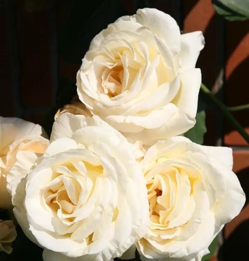 Троянда Шневальзер Плетиста (2558766773)