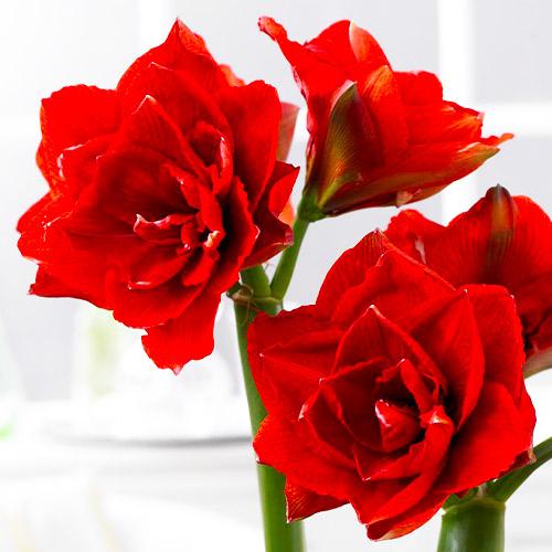 Амариліс Florium Cherry Nymph (4149) - фото 2