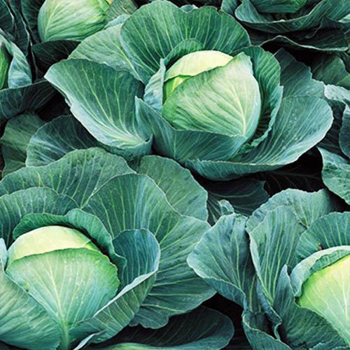 Семена Капуста Florium Атрія F1 середньо-пізня (4856) - фото 2 Семена Капуста Florium Атрія F1 середньо-пізня (4856) - фото 2