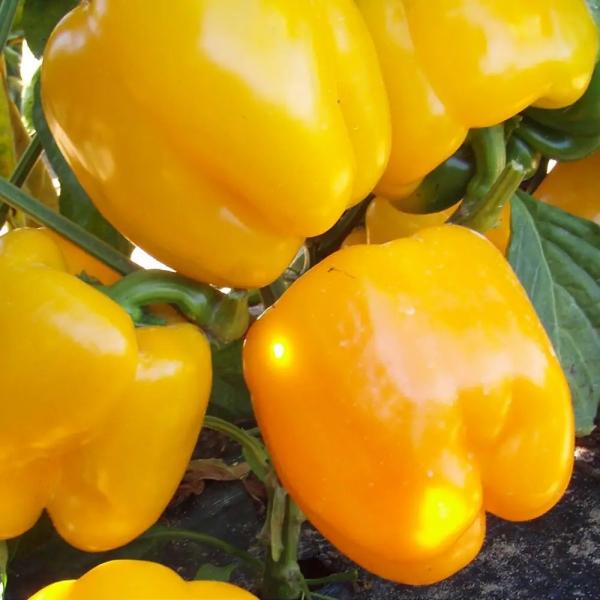 Семена Добрі сходи Перец желтый Спрингбокс Казантип F1 гибрид ранний крупноплодный толстостенный 250 г