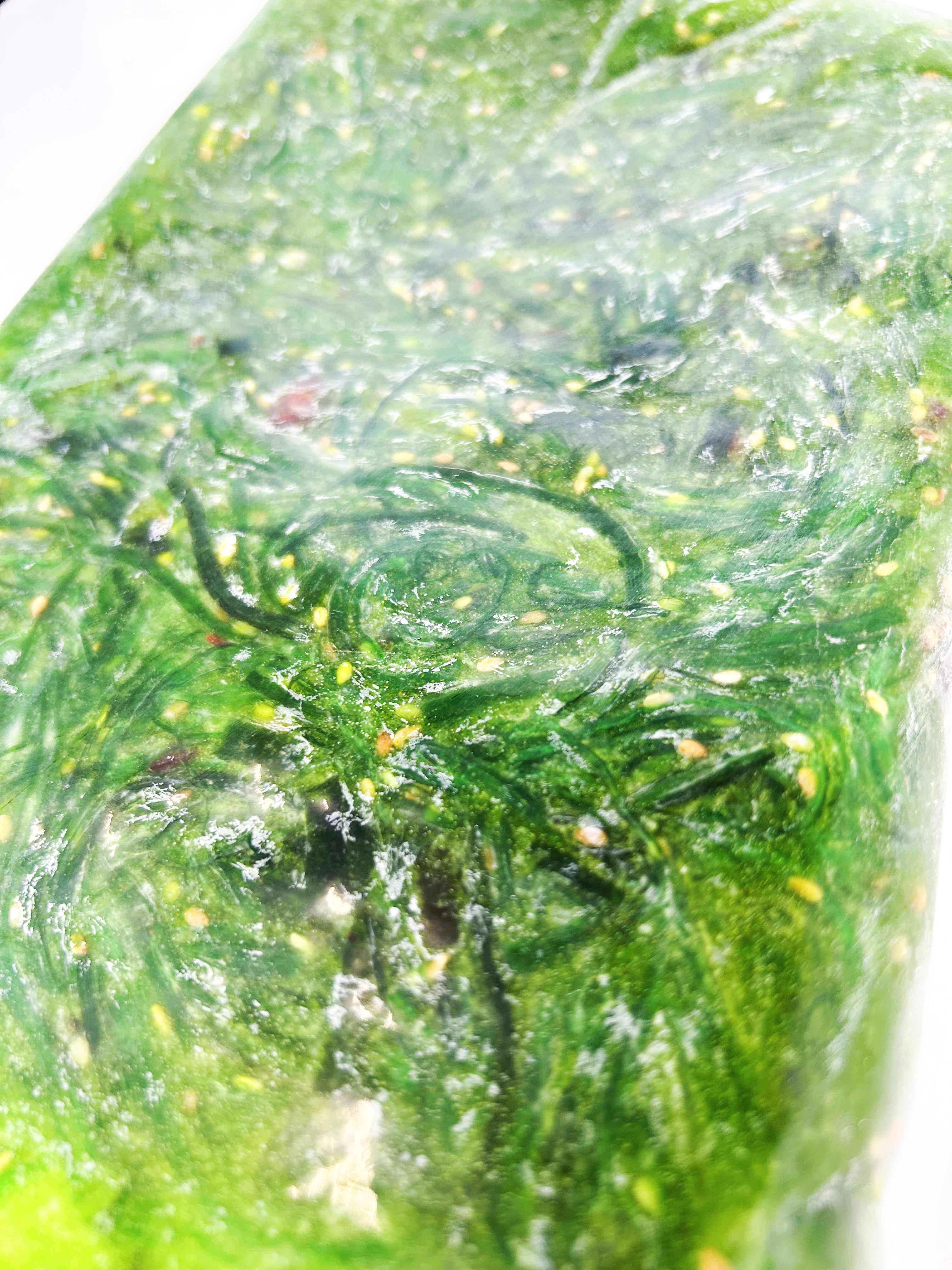 Чука салат Хияши Вакамэ 1 кг - фото 3 Чука салат Хияши Вакамэ 1 кг - фото 3