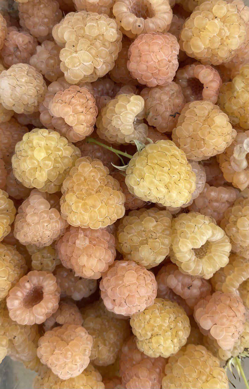 Қыздар мен қыздар Еркек пен әйел ер адамның шұңқырын бірге сорды (видео)